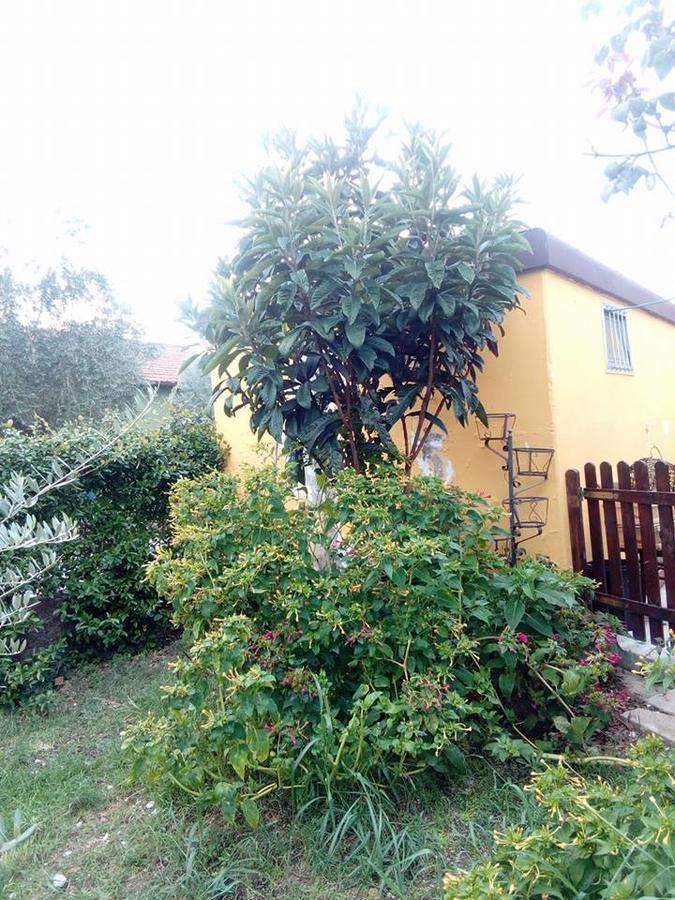 Beb Da Tina Bed and Breakfast Roccasecca Exteriör bild